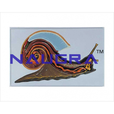 Relief model of anat snail